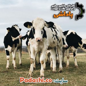 جو پرک دامی ویژه دام های بزرگ و دامداران عزیز