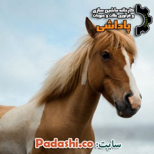 خوراک آجیل (جوپرک دامی برای اسب ها)